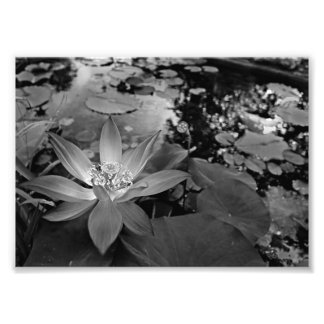 Black & White Water Lilly Foto Afdruk