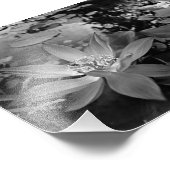 Black & White Water Lilly Foto Afdruk (Hoek)