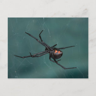 Black Widow Spider Briefkaart