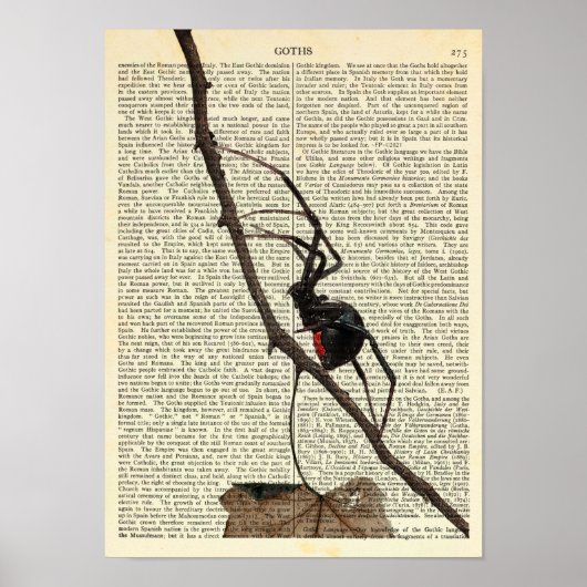 Black Widow Spider, Gothic, Natuur, Arachanofobie Poster (Voorkant)