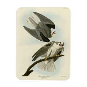 Black-Winged Hawk - Amerikaanse vogels van Audubon Magneet