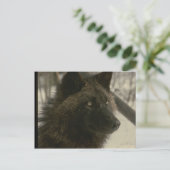 Black Wolf Dog Briefkaart (Staand voorkant)