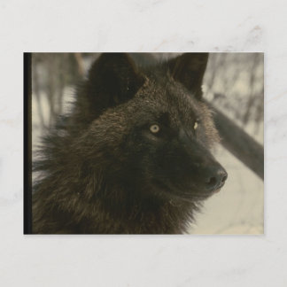 Black Wolf Dog Briefkaart