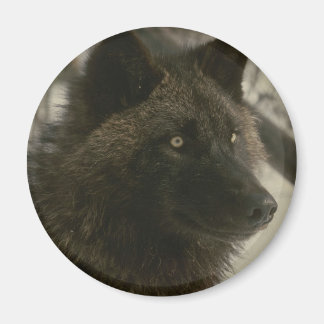 Black Wolf Dog Magneet