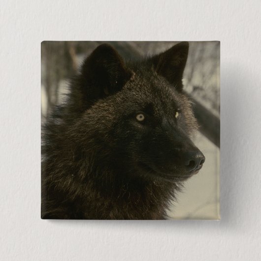 Black Wolf Dog Vierkante Button 5,1 Cm (Voorkant)