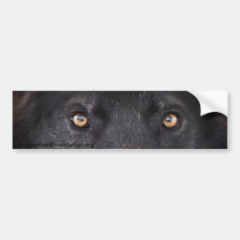 Black Wolf Eyes Bumpersticker