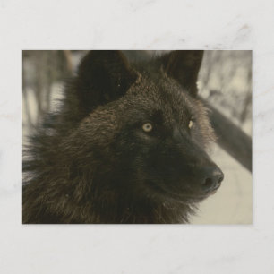 Black Wolf Postcard Briefkaart