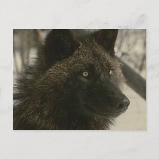 Black Wolf Postcard Briefkaart (Voorkant)