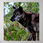 Black Wolf Poster (Devant)