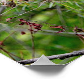 Black Wolf Poster (Coin)