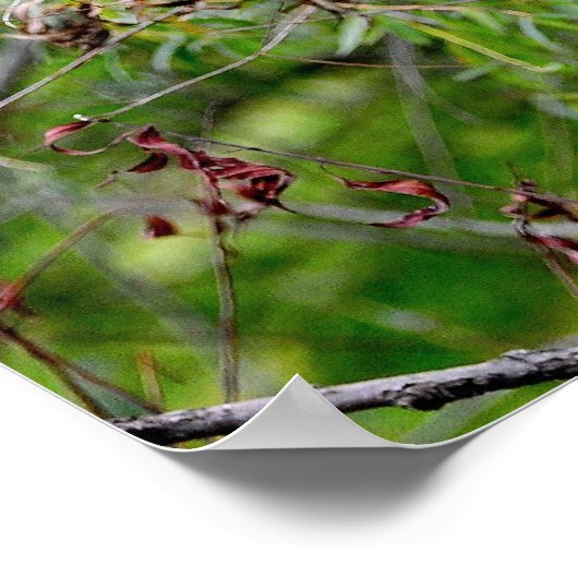 Black Wolf Poster (Hoek)