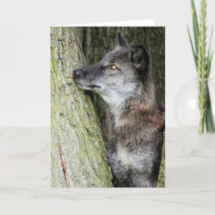 Black Wolf-Wenskaart Kaart