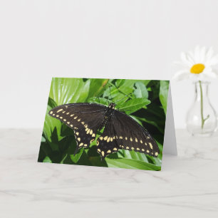 Black Yellow Spotted Butterfly Close-up foto Kaart