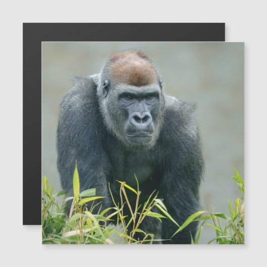 Blackback Gorilla Lope (Voorkant / Achterkant)