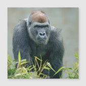 Blackback Gorilla Lope (Voorkant)