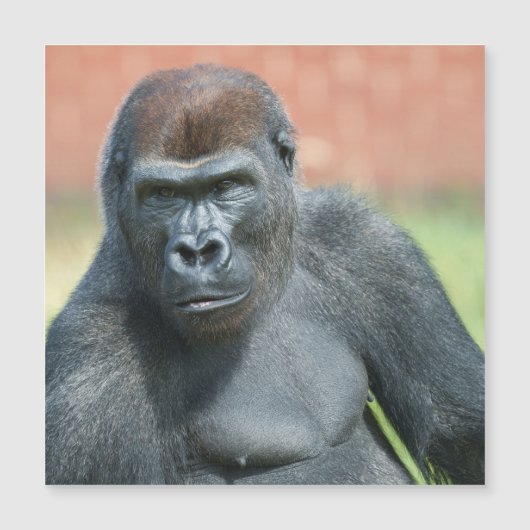 Blackback Gorilla Lope Portret (Voorkant)