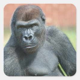 Blackback Gorilla Lope Portret Vierkante Sticker