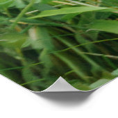 Blackback Gorilla Lope Poster (Hoek)