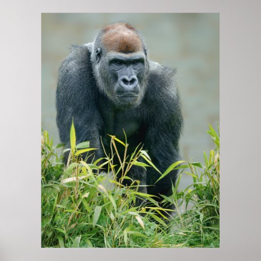 Blackback Gorilla Lope Poster (Voorkant)