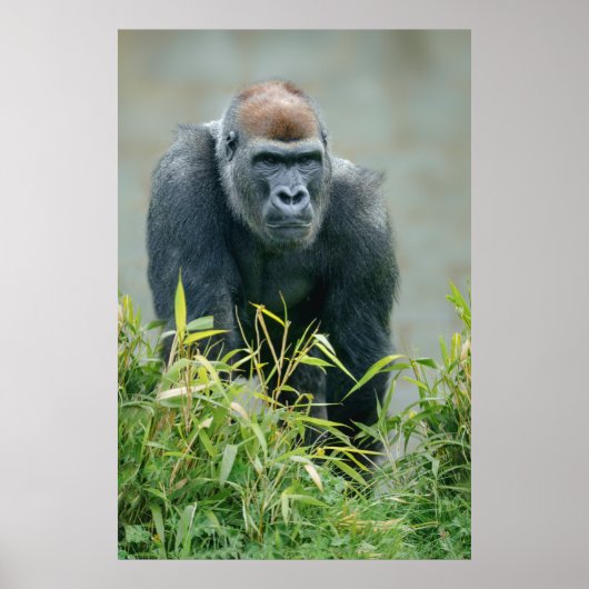 Blackback Gorilla Lope Poster (Voorkant)