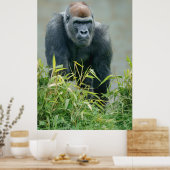 Blackback Gorilla Lope Poster (Keuken)