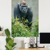 Blackback Gorilla Lope Poster (Thuiskantoor)
