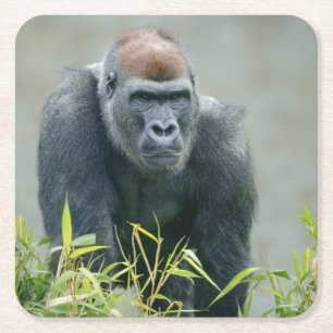 Blackback Gorilla Lope Vierkante Kartonnen Onderzetter