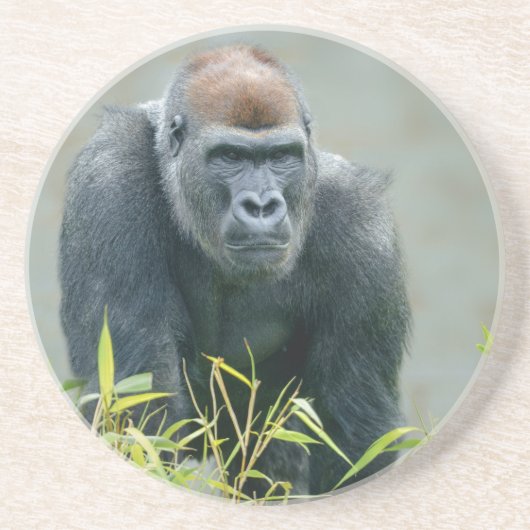 Blackback Gorilla Lope Zandsteen Onderzetter (Voorkant)