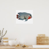 Blackbelt Cichlid Poster (Keuken)