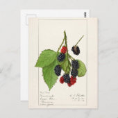 Blackberries (Rubus subg. Rubus Watson) Fruit Briefkaart (Voorkant / Achterkant)