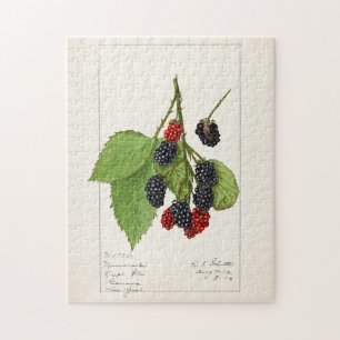 Blackberries (Rubus subg. Rubus Watson) Fruit Legpuzzel