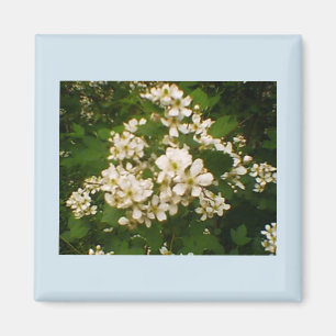 Blackberry Bloom Magneet