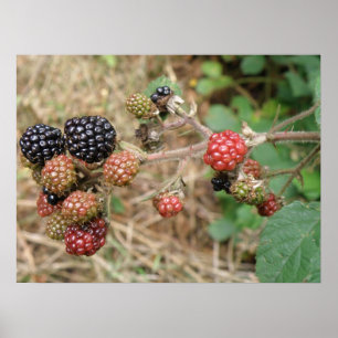 Blackberry Bonanza print