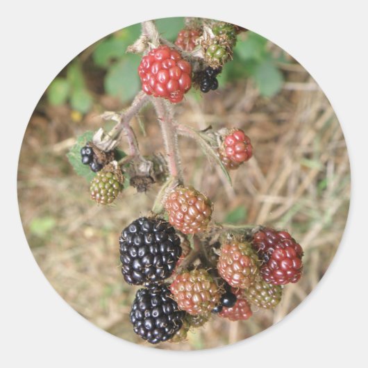 Blackberry Bonanza Stickers (Voorkant)