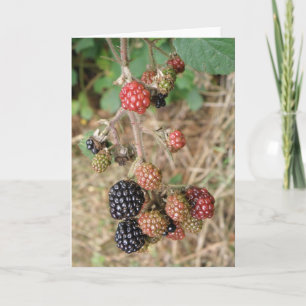 Blackberry Bonanza Wenskaart Kaart