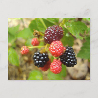 Blackberry Briefkaart
