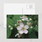 Blackberry Flowers Briefkaart (Voorkant / Achterkant)