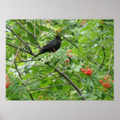 Blackbird and Berries Print (Voorkant)