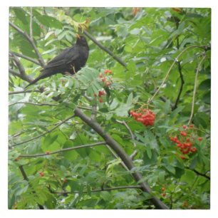 Blackbird and Berries Tile Tegeltje