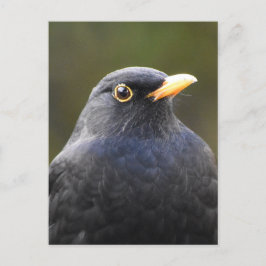 Blackbird Briefkaart