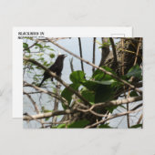 Blackbird chante dans une carte postale d'arbre (Devant / Derrière)