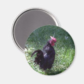 Blackbird de Haan Magneet (Voorkant / Achterkant)