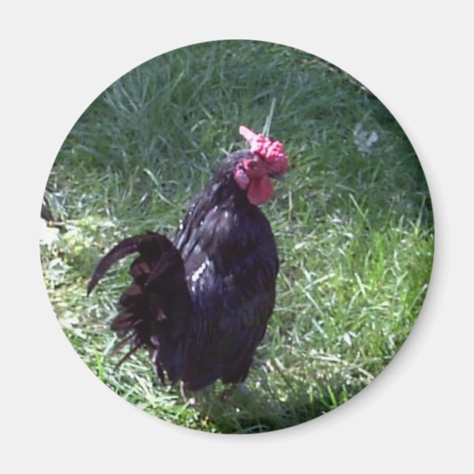 Blackbird de Haan Magneet (Voorkant)