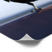 Blackbird Foto Poster (Hoek)