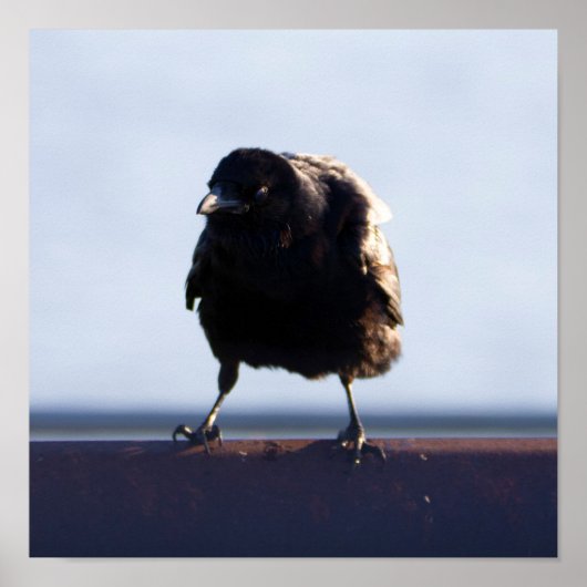 Blackbird Foto Poster (Voorkant)