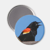 Blackbird Magnet (Recto/Verso)