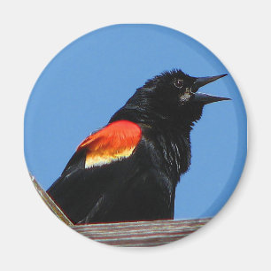 Blackbird Magnet Magneet
