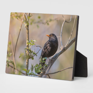 Blackbird Natuur Foto Fotoplaat