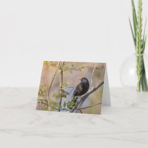 Blackbird Natuur Foto Kaart