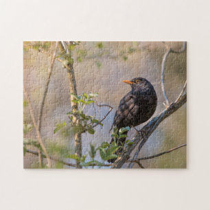 Blackbird Natuur Foto Legpuzzel